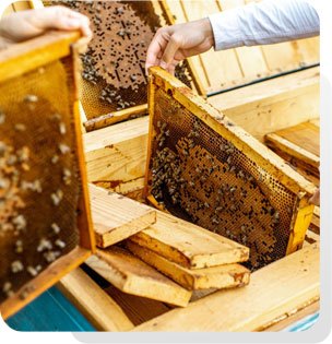 apiarist-beekeepers-category